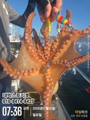 사량권 돌문어 ~ 28일 출조합니다~ 사진