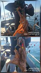 주말돌문어 조황입니다 사진