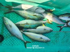 (FM 피싱호 ㅡ참돔흘림)~주말 참돔흘림 갑니다 함께하실 조사님들 초대합니다  사진