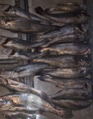 7월30일야간 야간 민어조황 사진