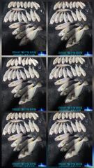 군산 뉴 블루스타호 8월 2일~ 8월 13일 2주간 야간반 백조기 생활 낚시 시즌 시작 합니다.