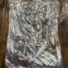 8월 1일 야간 한치낚시(반타임) 조황