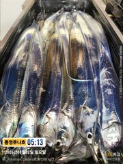 8월1일 갈치 조황!8단채비 7마리까지 줄타고~즐겁게 많이 잡아왔어요~화요일 3자리여유~전화주세요~^^ 사진