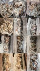 !!!제주 백호피싱!!! 8월 2일 한치 조황