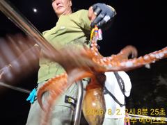 야간문어 백여수 정도했습니다