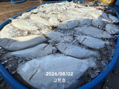 8월2일 고트호 조황