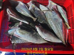 8월 3일 슈퍼 전갱이 슈퍼 고등어 조황!!!