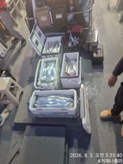 갈치 텐야 텐빈!!!! 3지 4지 되는 갈치들이 바글바글!!!!!
