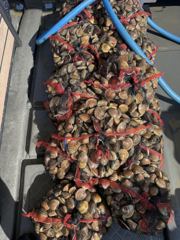 8월2일 [영종도 삼목항 해루질 조황] 너무 더워서 선장도 입수! 시원함과 재미를 모두 잡았습니다 사진