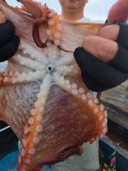 7.24 문어조황 사진
