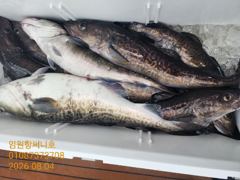 임원항써니호 대구조황입니다  사진