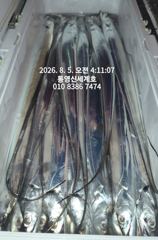 통영갈치외줄 오늘 자리여유 8월5일 철수 조황 사진