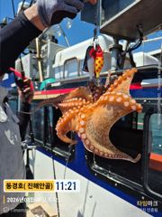 동경호~ 2일돌문어조황( 목욜.예약가능) 사진