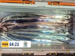 [통영] [통영라임호] 8월5일 입항 갈치 조황!!  더버워 더버요 그래… 사진
