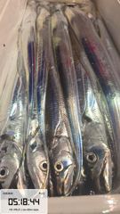 제주대박호 갈치조황 올립니다 (2.2kg 용가리) 사진