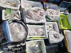 백조기조황 - 8/6 백조기 조황 - 무창포 수지호 수지배낚시