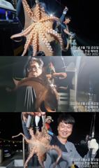 전설해태호>8/7 시원한 밤바람과 돌문어들 사진