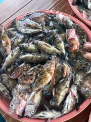 [사천] 삼천포 물새호 볼락조황 사진
