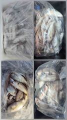 오늘의조황 - 6일 백조기 부세 조황입니다 - 마량포낚시,배낚시,선상낚시 사진
