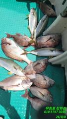 오늘의 조황 - 7일 참돔찌낚시 조황입니다 - 무창포 킹피싱