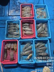 260806 목요일 무늬오징어 탐사 조황 강구항 팁런선상낚시 신신호