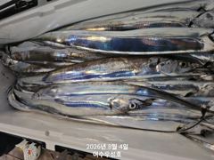 8월12일부터 먼바다대갈치 잡으러 출조합니다  사진
