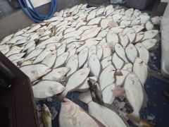 [광어조황] 8월8일(토) 광어 조황입니다 사진