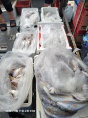 백조기조황 - 8/11 백조기 만쿨조황 - 무창포 수지호 수지배낚시