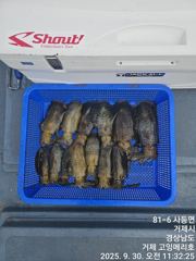 (무늬오징어)팁런에 반응 시즌 OPEN~고잉메리호 달립니다(13일 예약) 사진