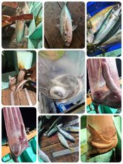 포항 장어낚시 전갱이고등어도히트 이번주 금요일부터 모집중입니다 사진