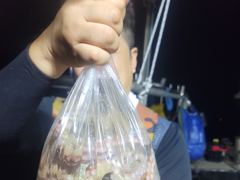 돌문어 오후 조황 입니다.내일도 갑니다. 사진