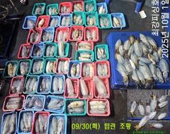 무늬 팁런 본시즌~폭발적인 마릿수 스타뚜!!! 13일 예약중!!! 사진