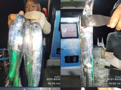 [마산] 갈치/고등어 같이 놀자! 사진