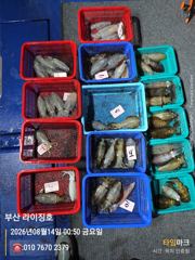 8월13일 무늬오징어 조황 사진