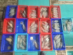 금일 1항 야간무늬팁런조황요...^^