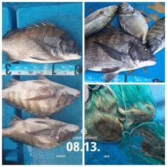 [사천] 삼천포 산분령 유료낚시터 8/13 조황입니다^^ 사진