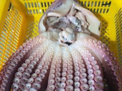 22인승 뉴창명호 내일 토요일(15일) 대왕문어 참가자미 출조 사진