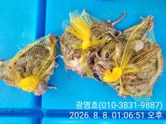 [사천] 삼천포광명호2, (8/16.17)일,월 출조 확정자리여유있습니다…