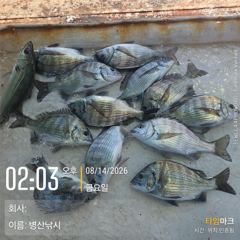 [고성] 병산 감성돔 마리수 농어마리수 선외기 흘림조황~~ 사진