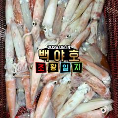 08.14 제주 백야호 한치 조황 사진