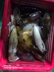 [통영] 무뉘오징어 대박조황 사진