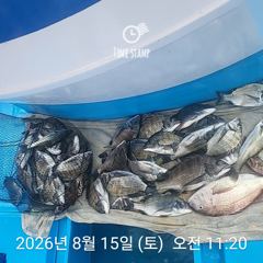 [사천] 삼천포 내만권 감성돔 사진