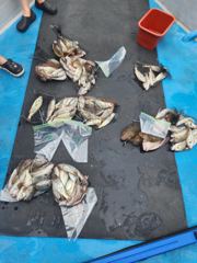 8월15일 백조기낚시 조황 사진
