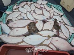 [광어조황] 8/15 태풍호 광어 조황 사진
