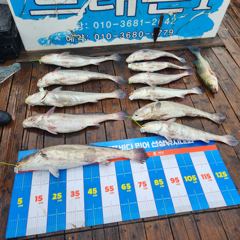 드래곤1,2호 조황 - 08/15 격포 드래곤 1호 민어 농어 참돔 조황입니다~!!! - 격포 남부낚시,배낚시,선상낚시 전문 사진