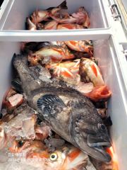 [뉴한사리호] 15일.5일철수 갈치조황 사진