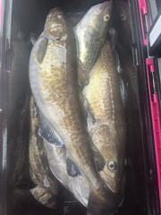 오늘자 22인승 미르호 대구라바 낚시 왕대구 대박 조황입니다. 사진