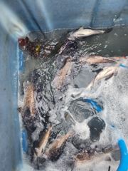 8.15 락피쉬 조과입니다 사진
