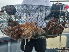 통영박프로호 돌문어 마릿수 조황 사진