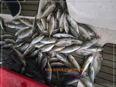 [거제] 지세포 수퍼 전갱이 조황 사진